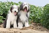 BEARDED COLLIE 017